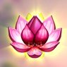 Divine Lotus blomma